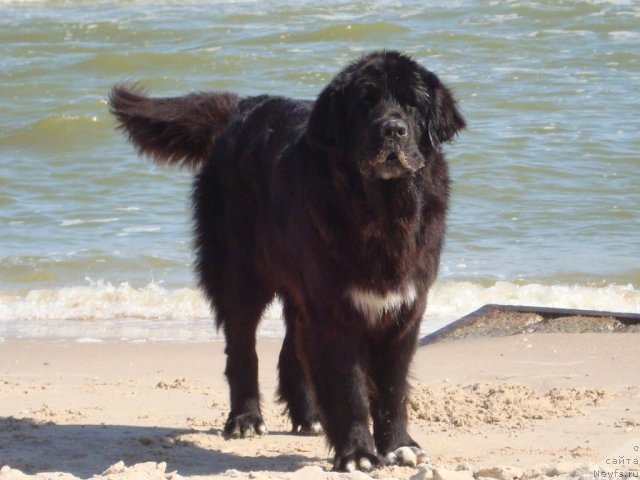 Фото: ньюфаундленд Арна (Arna)