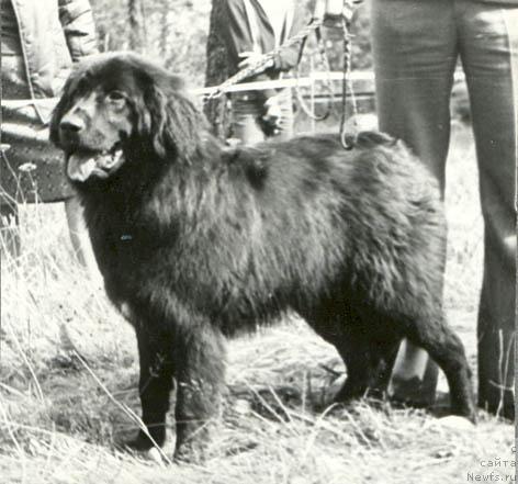 Фото: ньюфаундленд Цеце Юджери