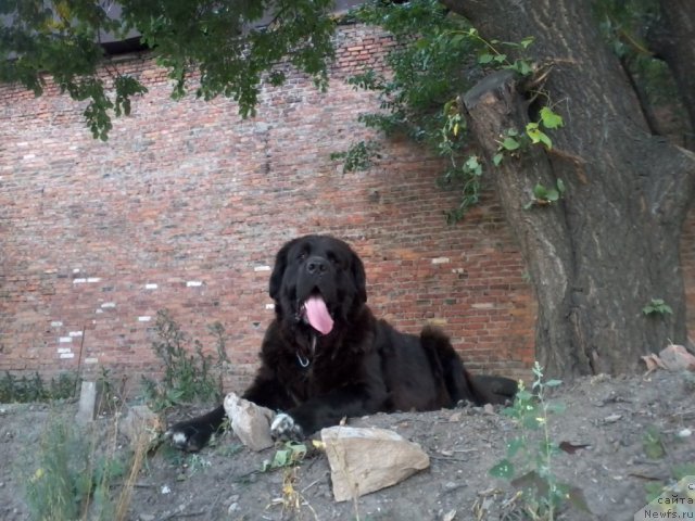 Фото: ньюфаундленд Арна (Arna)