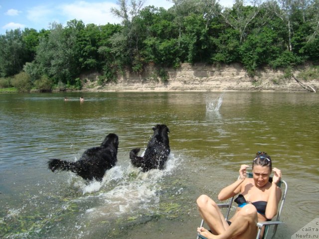 Фото: Arna, дочка Baffi, ньюфаундленд Арна (Arna)