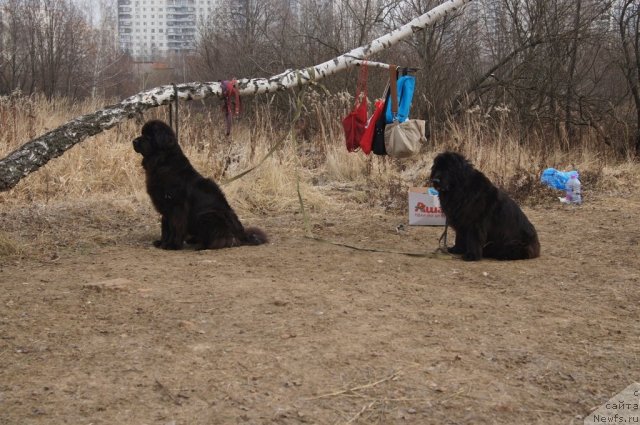 Фотография № 111604