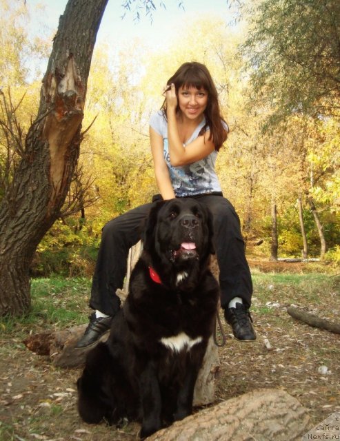 Фото: ньюфаундленд Арна (Arna)