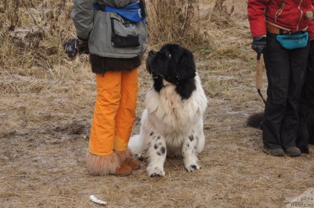 Фотография № 111616