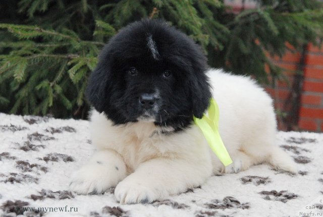 Фотография № 111627