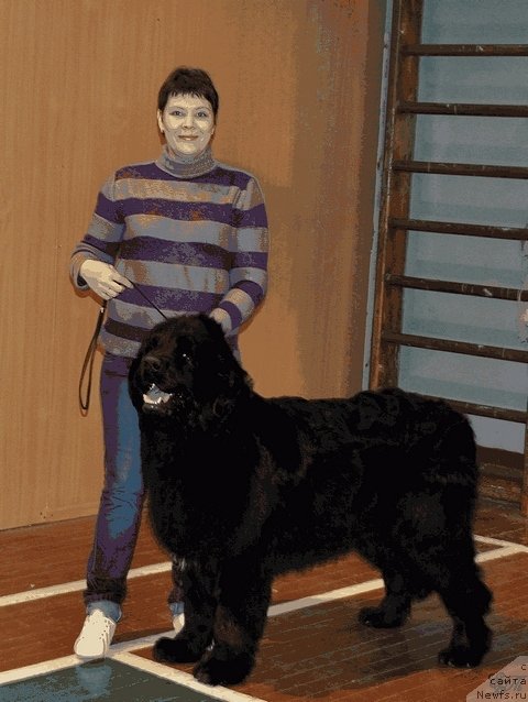 Фото: ньюфаундленд Бонопарт Наполеон, Татьяна Журавлева