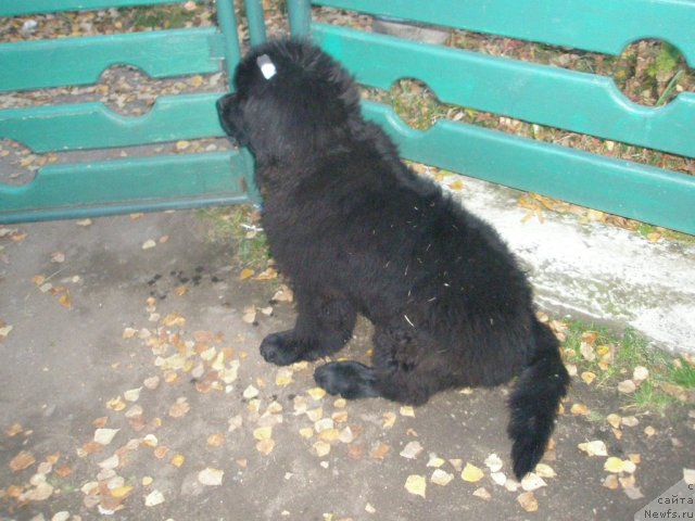 Фото: ньюфаундленд Мистер Форте Импрессионе (Mister Forte Impressione)