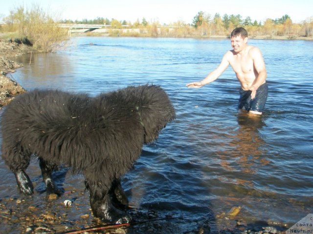 Фото: ньюфаундленд Мистер Форте Импрессионе (Mister Forte Impressione)