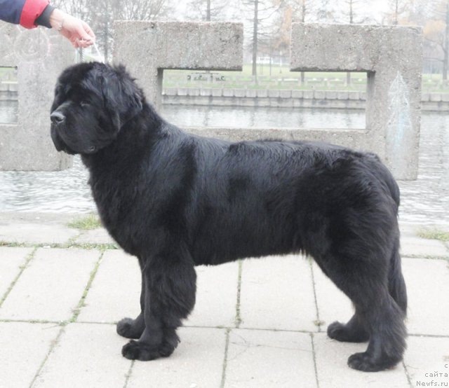 Фото: ньюфаундленд Бегущая по Волнам Зефирин Друэн (Beguschaya po Volnam Zephirine Drouhin)