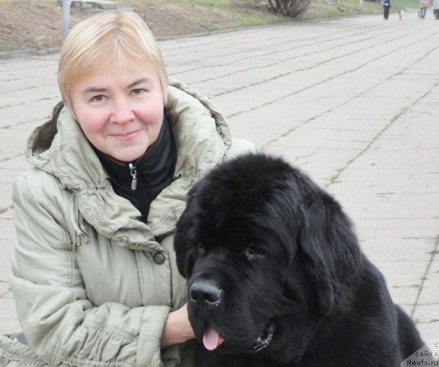 Фото: Марина Голубкова, ньюфаундленд Бегущая по Волнам Зефирин Друэн (Beguschaya po Volnam Zephirine Drouhin)