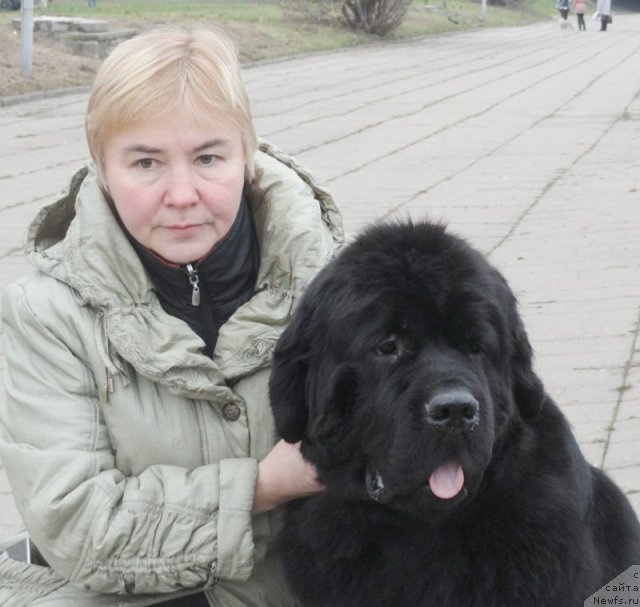 Фото: Марина Голубкова, ньюфаундленд Бегущая по Волнам Зефирин Друэн (Beguschaya po Volnam Zephirine Drouhin)