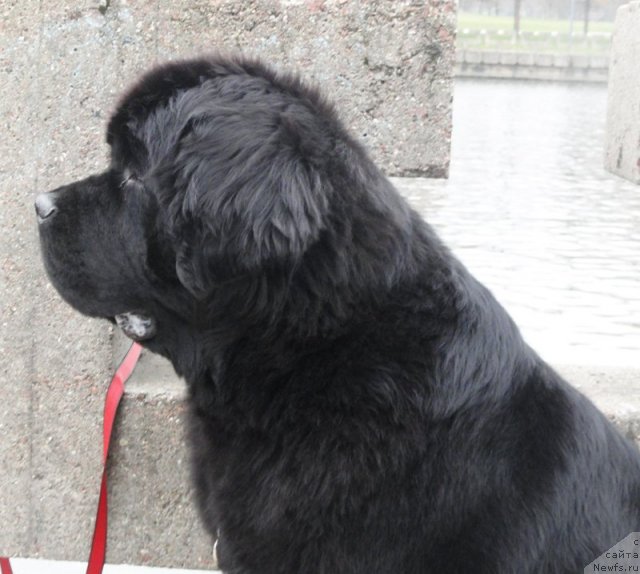 Фото: ньюфаундленд Бегущая по Волнам Зефирин Друэн (Beguschaya po Volnam Zephirine Drouhin)