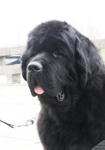 Фото: ньюфаундленд Бегущая по Волнам Зефирин Друэн (Beguschaya po Volnam Zephirine Drouhin)