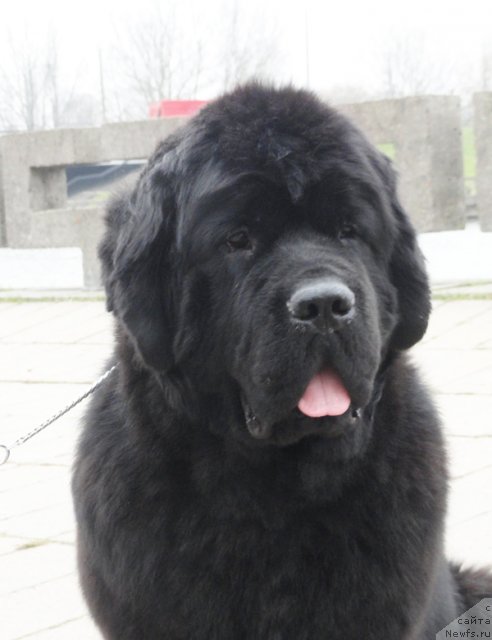 Фото: ньюфаундленд Бегущая по Волнам Зефирин Друэн (Beguschaya po Volnam Zephirine Drouhin)