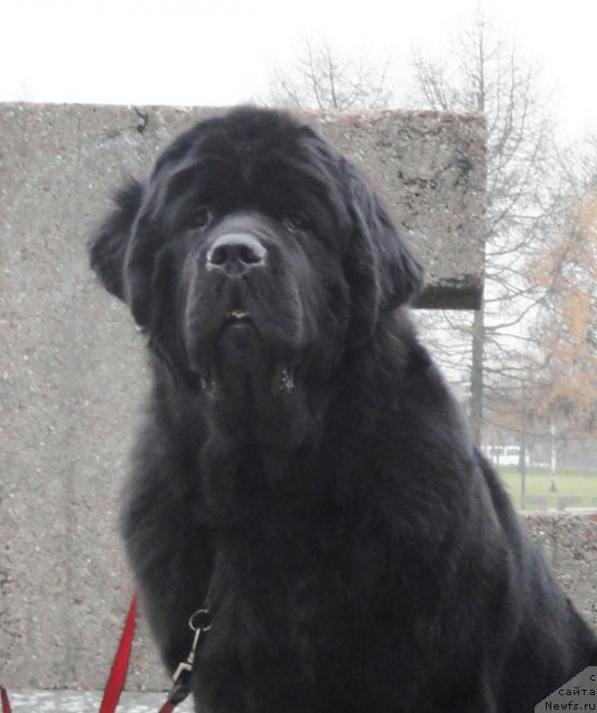 Фото: ньюфаундленд Бегущая по Волнам Зефирин Друэн (Beguschaya po Volnam Zephirine Drouhin)