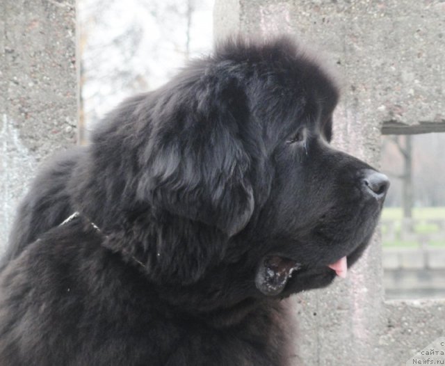Фото: ньюфаундленд Бегущая по Волнам Дансинг Квин (Beguschaya po Volnam Dancing Queen)