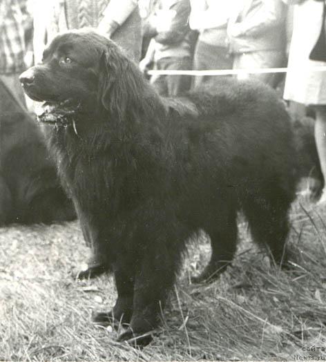 Фото: ньюфаундленд Цегги Эрлдозор