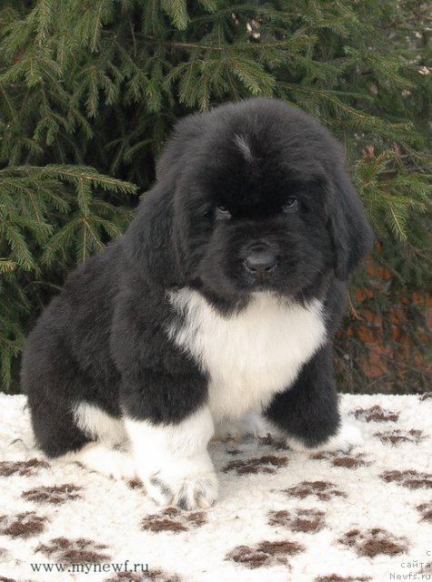 Фото: ньюфаундленд Сент Джонс Гриффин Глориус