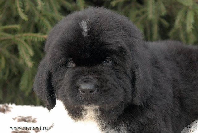 Фото: ньюфаундленд Сент Джонс Гриффин Глориус