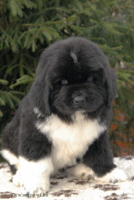 Фотография № 111710