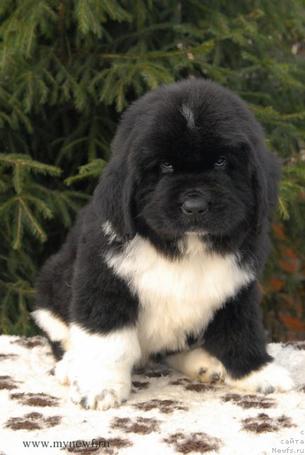 Фото: ньюфаундленд Сент Джонс Гриффин Глориус