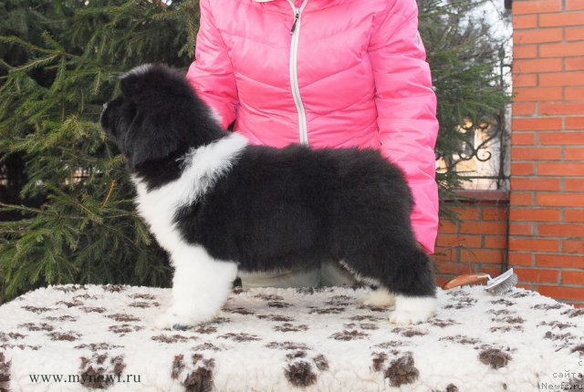 Фотография № 111712