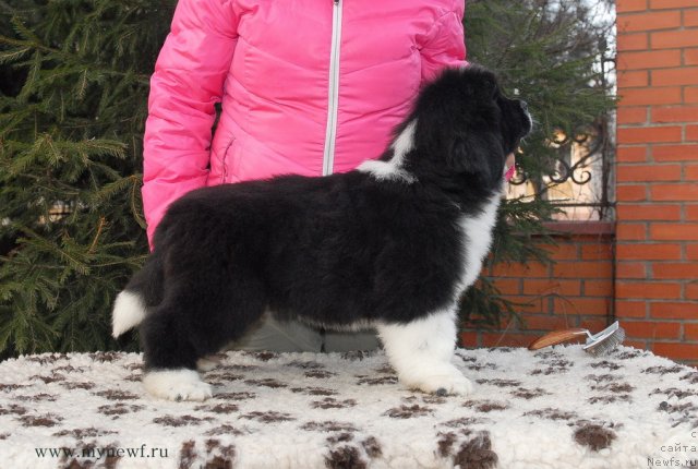 Фото: ньюфаундленд Сент Джонс Гламур Леди (Sent Djons Glamour Lady)