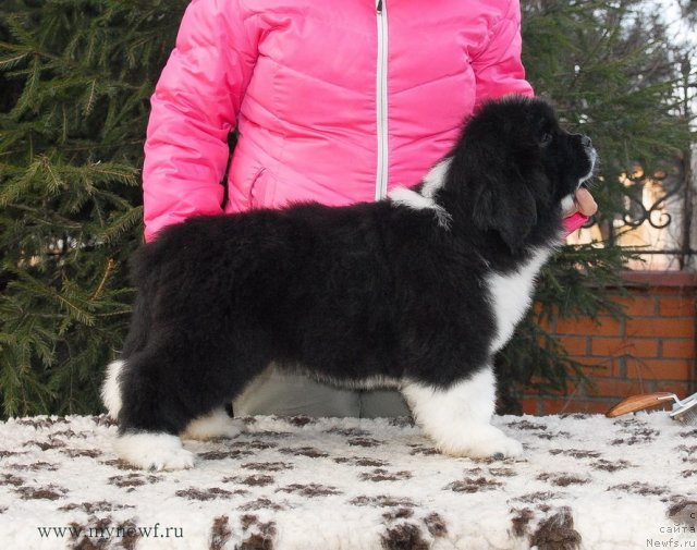 Фото: ньюфаундленд Сент Джонс Гламур Леди (Sent Djons Glamour Lady)