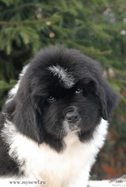 Фотография № 111717