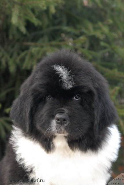 Фото: ньюфаундленд Сент Джонс Гламур Леди (Sent Djons Glamour Lady)