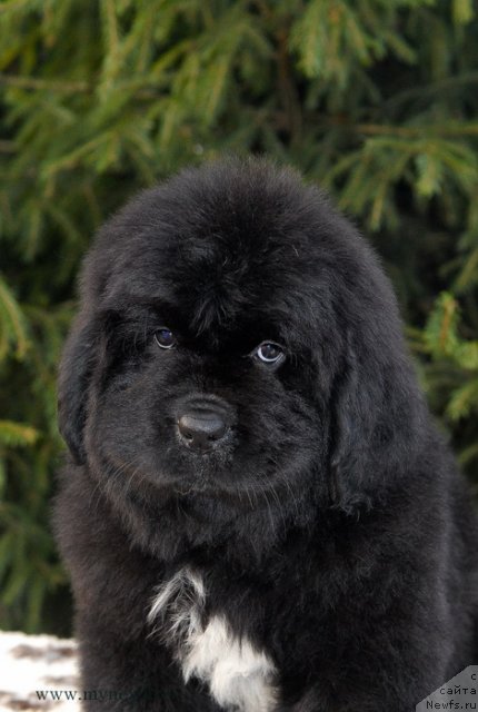 Фотография № 111731