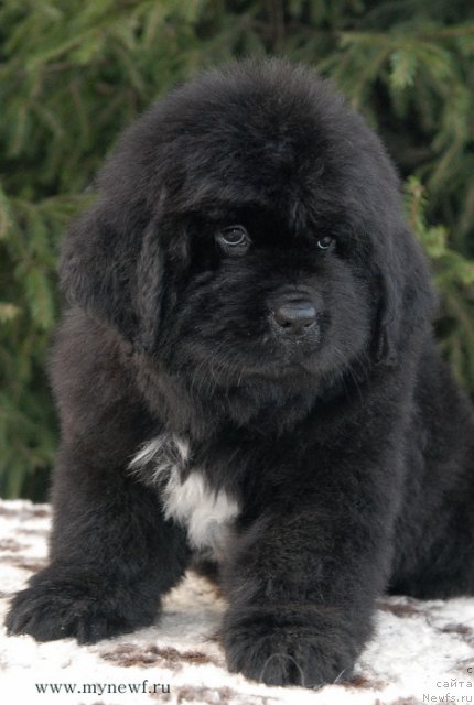 Фото: ньюфаундленд Сент Джонс Гвендолин Глориус Гарден