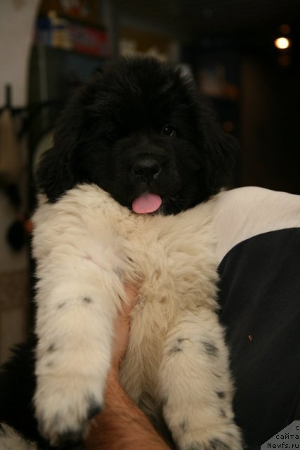 Фото: ньюфаундленд Степная Пальмира Ексклюзиве фор Латвия (Stepnaya Palmira Eksklusive For Latvia)