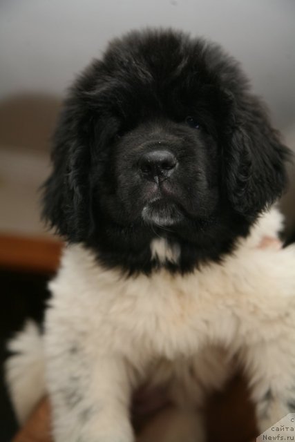 Фото: ньюфаундленд Степная Пальмира Ексклюзиве фор Латвия (Stepnaya Palmira Eksklusive For Latvia)