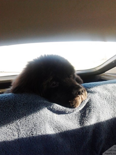 Фото: ньюфаундленд Ампаро де Диос Династия Совершенства (Amparo de Dios Dinastiya Soverchenstva)