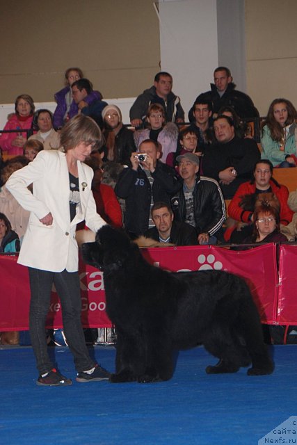 Фото: ньюфаундленд Жолли Вандерфулл из Медвежьего Яра (Zholli Wonderfull iz Medvejyego Yara)