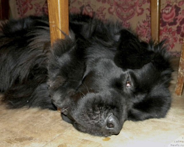 Фото: ньюфаундленд Акватория Келвин Кадриль (Aquatoriya Kelvin Kadril)