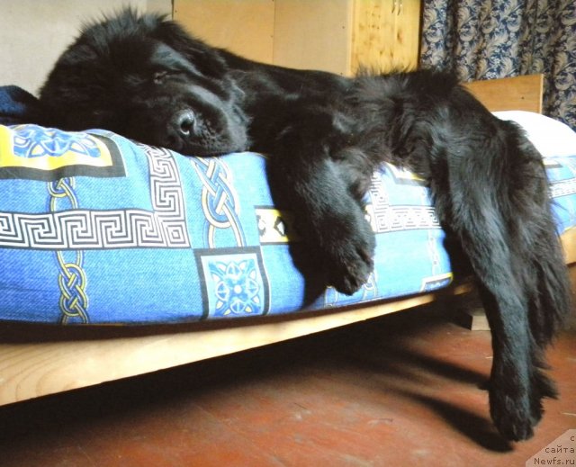 Фото: ньюфаундленд Акватория Келвин Кадриль (Aquatoriya Kelvin Kadril)