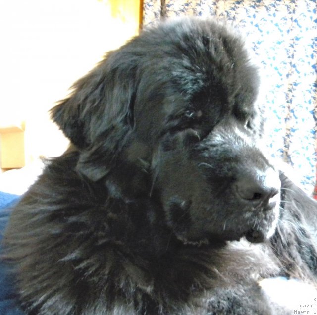 Фото: ньюфаундленд Акватория Келвин Кадриль (Aquatoriya Kelvin Kadril)