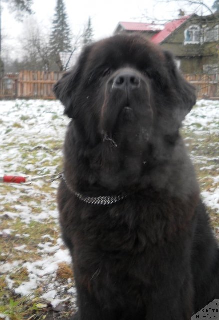 Фото: ньюфаундленд Фанньюф Олигарх Литавр