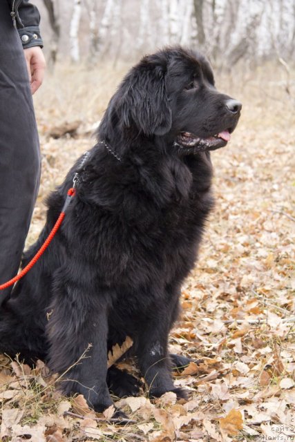 Фотография № 111765