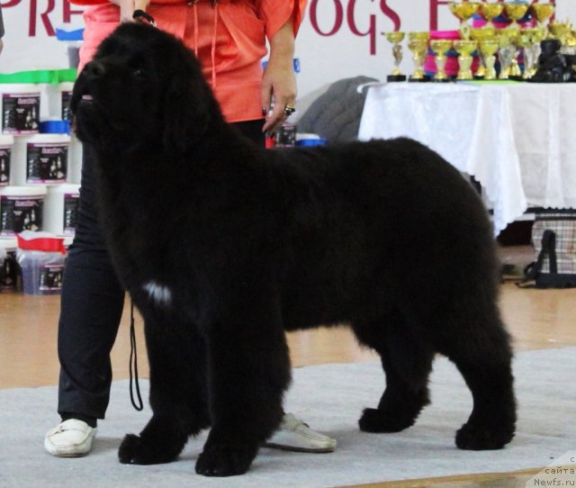 Фото: ньюфаундленд Акватория Келвин Франшиза (Aquatoriya Kelvin Franshize)