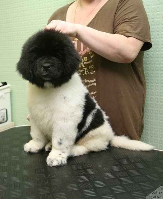 Фото: ньюфаундленд Степная Пальмира Ексклюзиве фор Латвия (Stepnaya Palmira Eksklusive For Latvia)