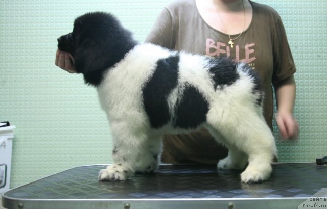 Фото: ньюфаундленд Степная Пальмира Ексклюзиве фор Латвия (Stepnaya Palmira Eksklusive For Latvia)