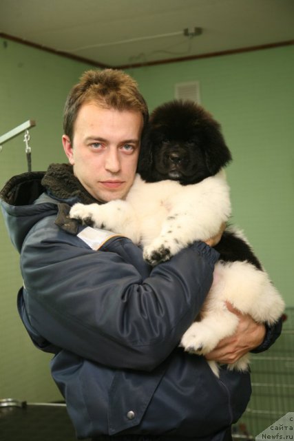 Фото: ньюфаундленд Степная Пальмира Ексклюзиве фор Латвия (Stepnaya Palmira Eksklusive For Latvia), Александр Розенфельд