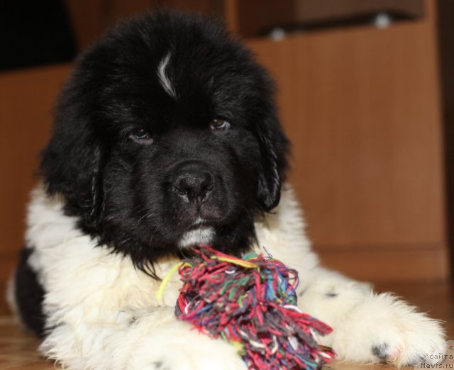 Фото: ньюфаундленд Степная Пальмира Единственный Мой