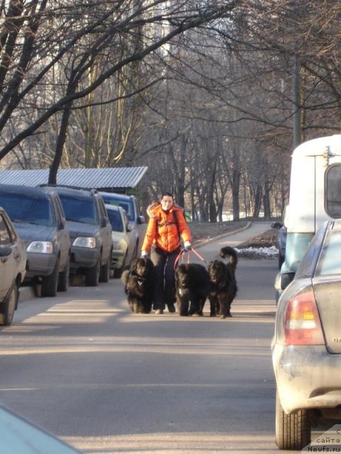 Фото: ньюфаундленд Норт Фэйс Лаванда, ньюфаундленд Амулет Любви и Счастья (Amulet Lyubvi i Schastya), ньюфаундленд Сангрия, Анна Лутченкова