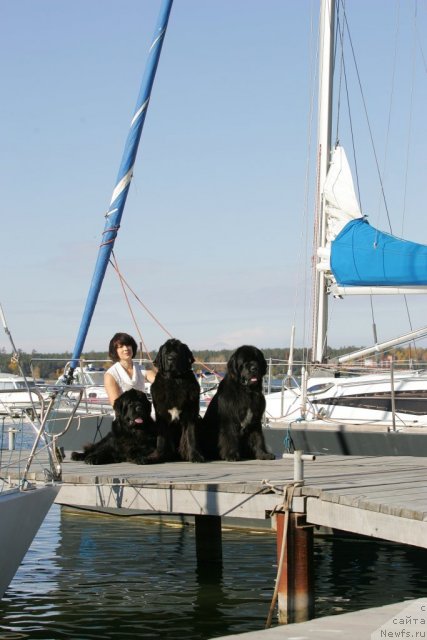 Фото: ньюфаундленд Bears Cove Lucky Break, ньюфаундленд Transatlantika Nuo Ozo Kalvu, ньюфаундленд Флагман от Сибирского Медведя (Flagman ot Sibirskogo Medvedja)