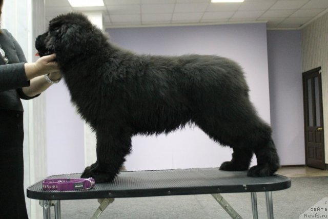 Фотография № 111803