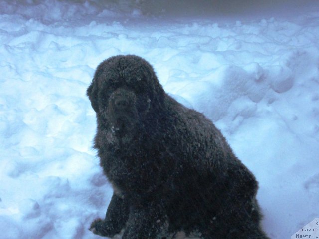 Фото: ньюфаундленд Cristalmar Cadeaux de Noel