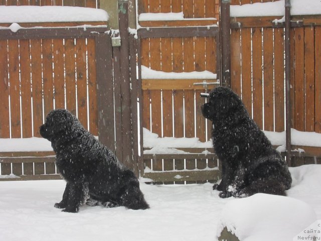 Фото: ньюфаундленд Cristalmar Cadeaux de Noel, ньюфаундленд Very Fairweathers X'Got The Rhythm